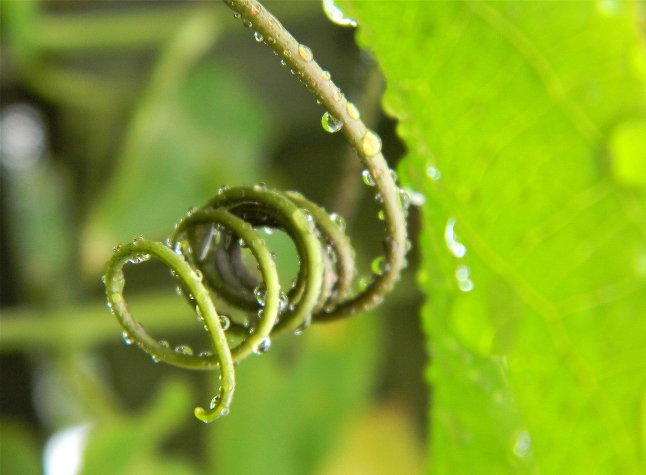 Pourquoi manger des haricots verts ?